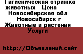 Гигиеническая стрижка животных › Цена ­ 700 - Новосибирская обл., Новосибирск г. Животные и растения » Услуги   